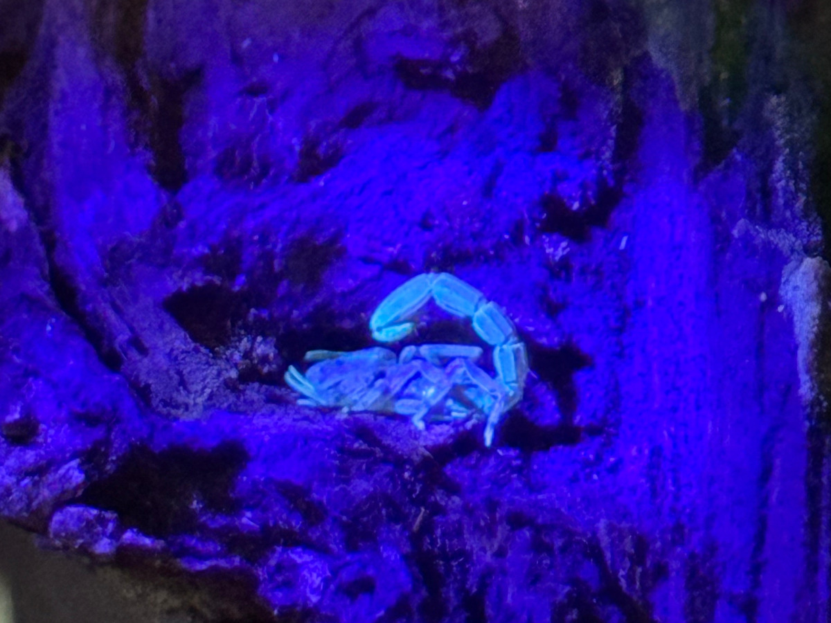 Arquitetura Amazônica